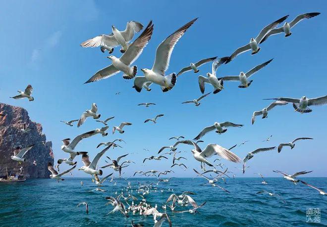 型的温带海洋海岛生态系统PP电子aPP长岛：最典(图4)