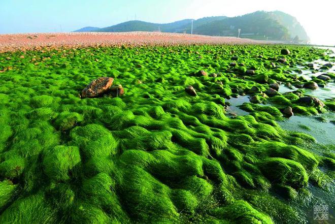 型的温带海洋海岛生态系统PP电子aPP长岛：最典(图17)